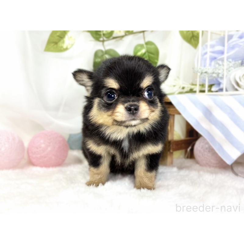 成約済の滋賀県のチワワ(ロングコート)-438132の4枚目