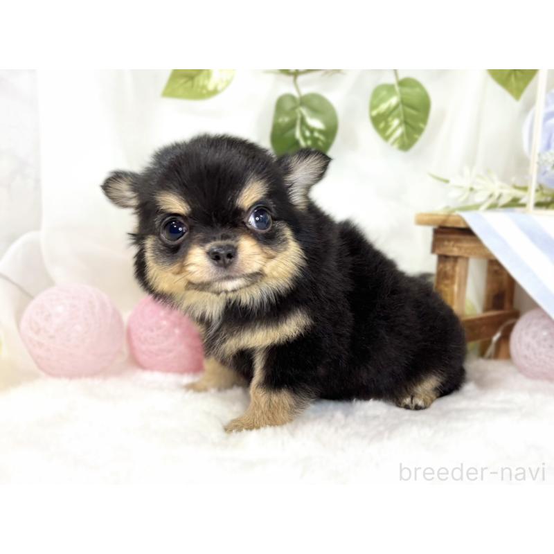 成約済の滋賀県のチワワ(ロングコート)-438132の3枚目