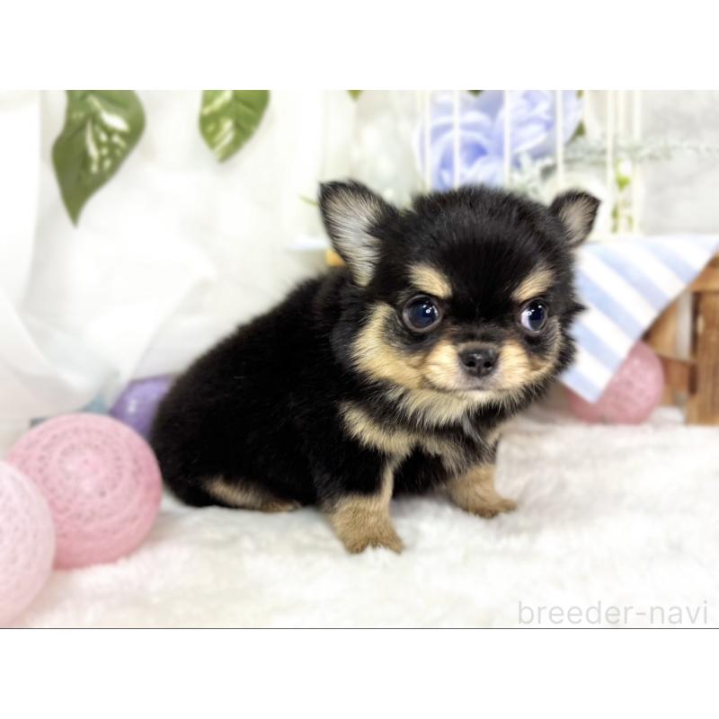 成約済の滋賀県のチワワ(ロングコート)-438132の2枚目