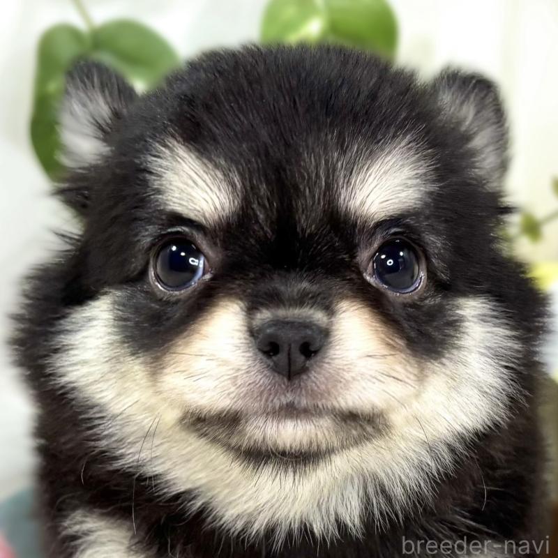 成約済の滋賀県のチワワ(ロングコート)-438133の1枚目