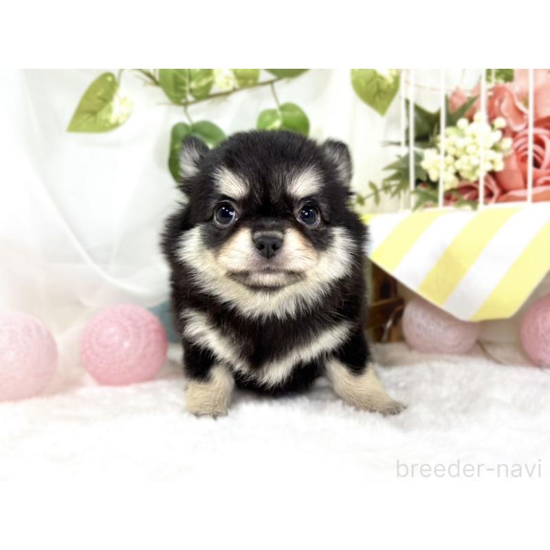 成約済の滋賀県のチワワ(ロングコート)-438133の4枚目