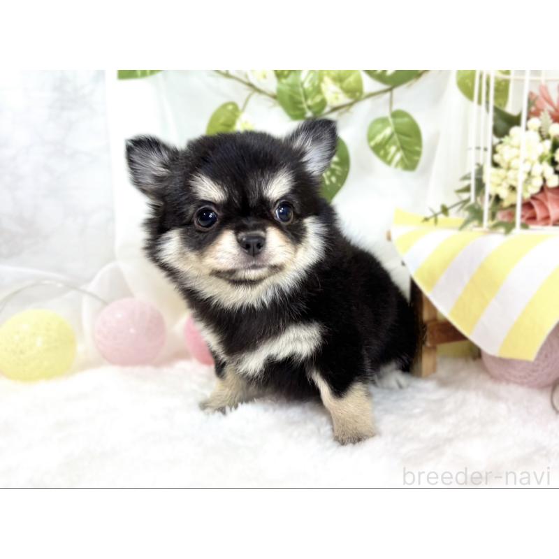 成約済の滋賀県のチワワ(ロングコート)-438133の2枚目