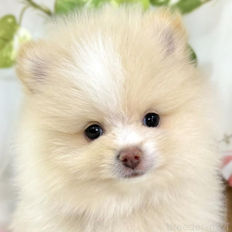 販売中の滋賀県のポメラニアン-438134