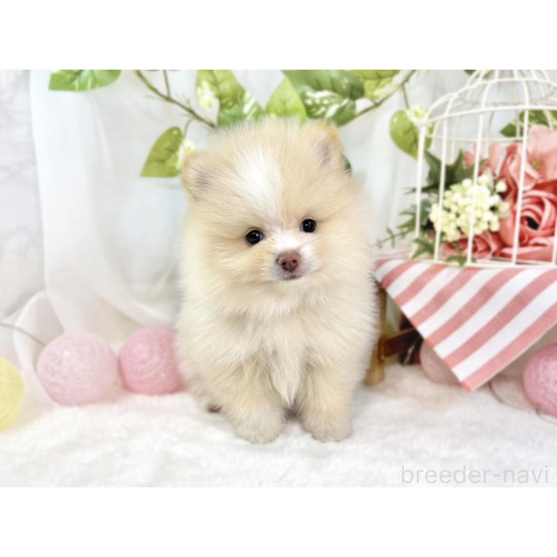 成約済の滋賀県のポメラニアン-438134の4枚目