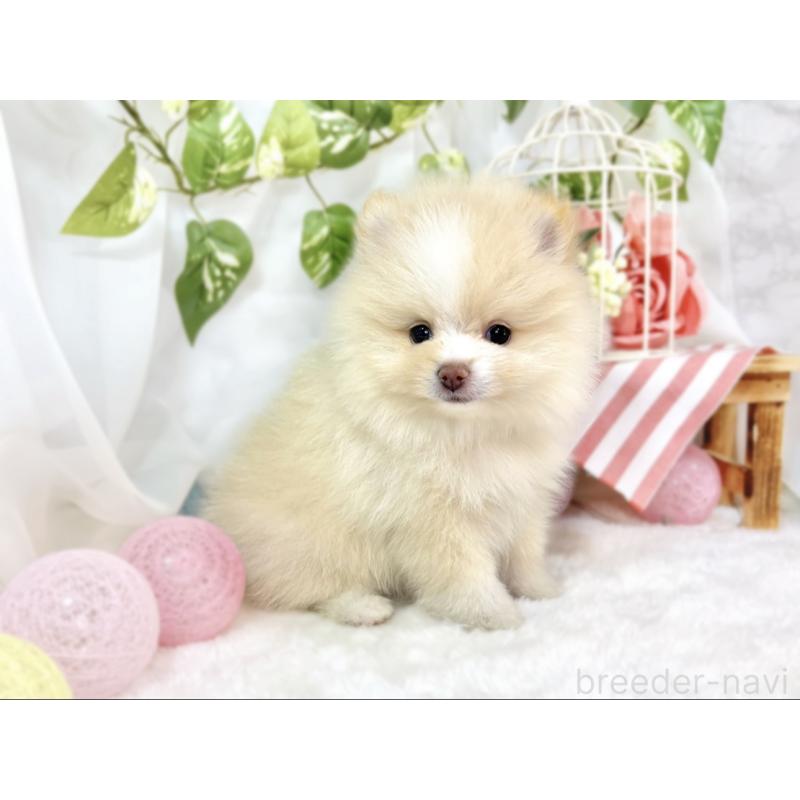 成約済の滋賀県のポメラニアン-438134の3枚目