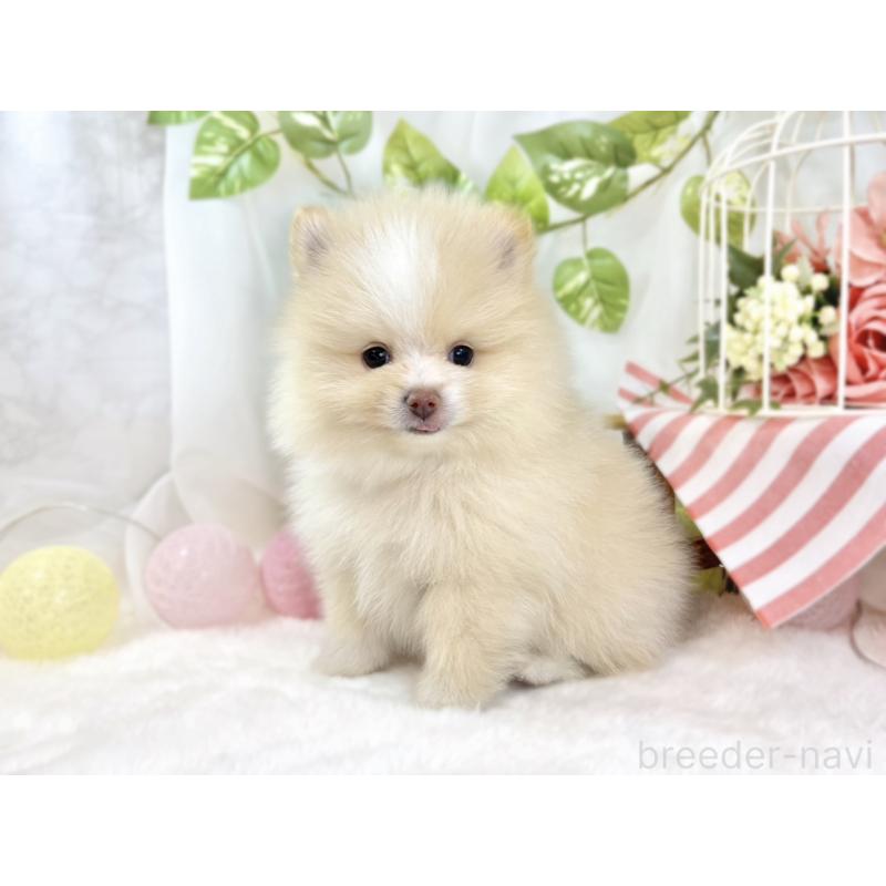 成約済の滋賀県のポメラニアン-438134の2枚目