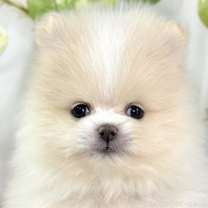 販売中の滋賀県のポメラニアン-438135