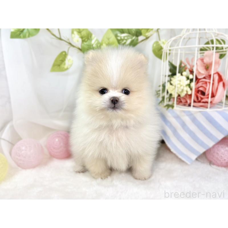 成約済の滋賀県のポメラニアン-438135の4枚目