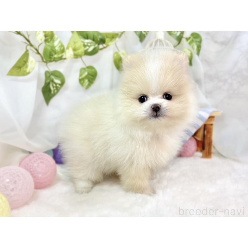 成約済の滋賀県のポメラニアン-438135の3枚目