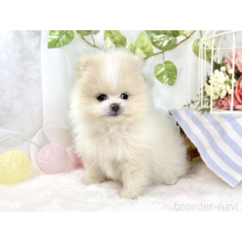 成約済の滋賀県のポメラニアン-438135の2枚目