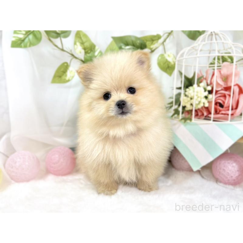 成約済の滋賀県のポメラニアン-438136の4枚目