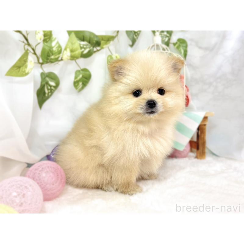 成約済の滋賀県のポメラニアン-438136の3枚目