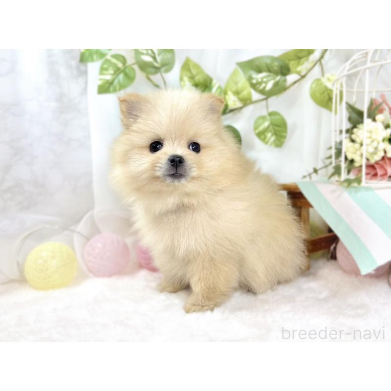 成約済の滋賀県のポメラニアン-438136の2枚目