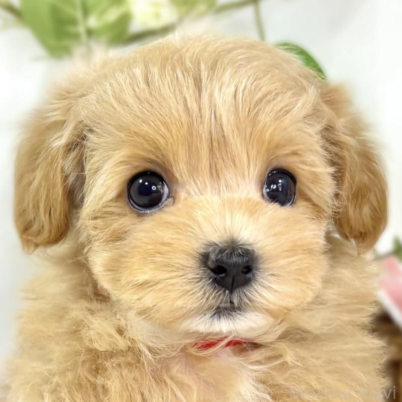 販売中ののマルプー:マルチーズ×トイプードル-438137