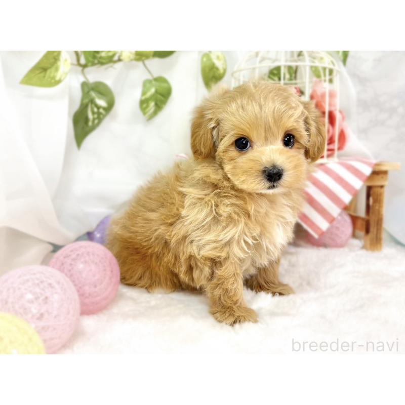 成約済の滋賀県のマルプー:マルチーズ×トイプードル-438137の3枚目