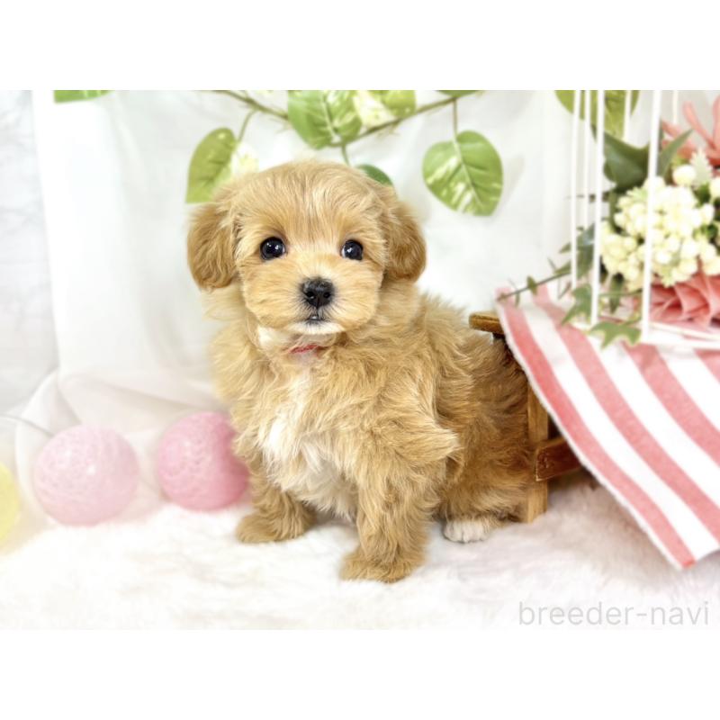 成約済の滋賀県のマルプー:マルチーズ×トイプードル-438137の2枚目