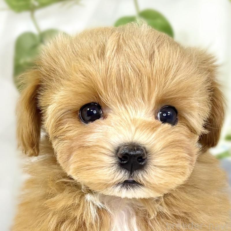 成約済の滋賀県のマルプー:マルチーズ×トイプードル-438139の1枚目