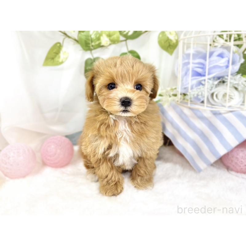 成約済の滋賀県のマルプー:マルチーズ×トイプードル-438139の4枚目