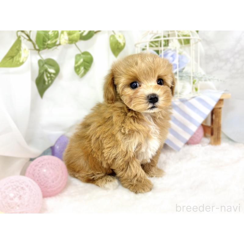 成約済の滋賀県のマルプー:マルチーズ×トイプードル-438139の3枚目