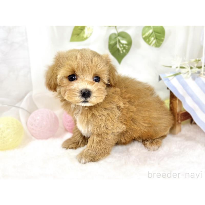 成約済の滋賀県のマルプー:マルチーズ×トイプードル-438139の2枚目