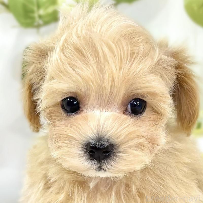 成約済の滋賀県のマルプー:マルチーズ×トイプードル-438140の1枚目