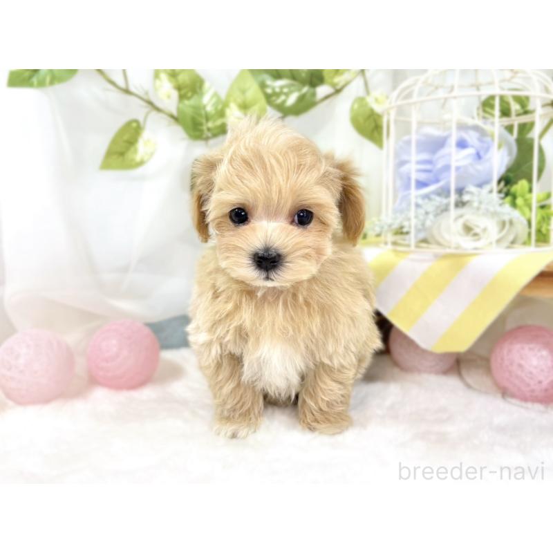 成約済の滋賀県のマルプー:マルチーズ×トイプードル-438140の4枚目