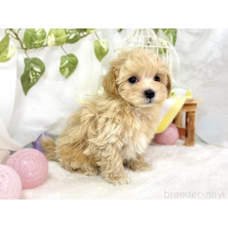 成約済の滋賀県のマルプー:マルチーズ×トイプードル-438140の3枚目