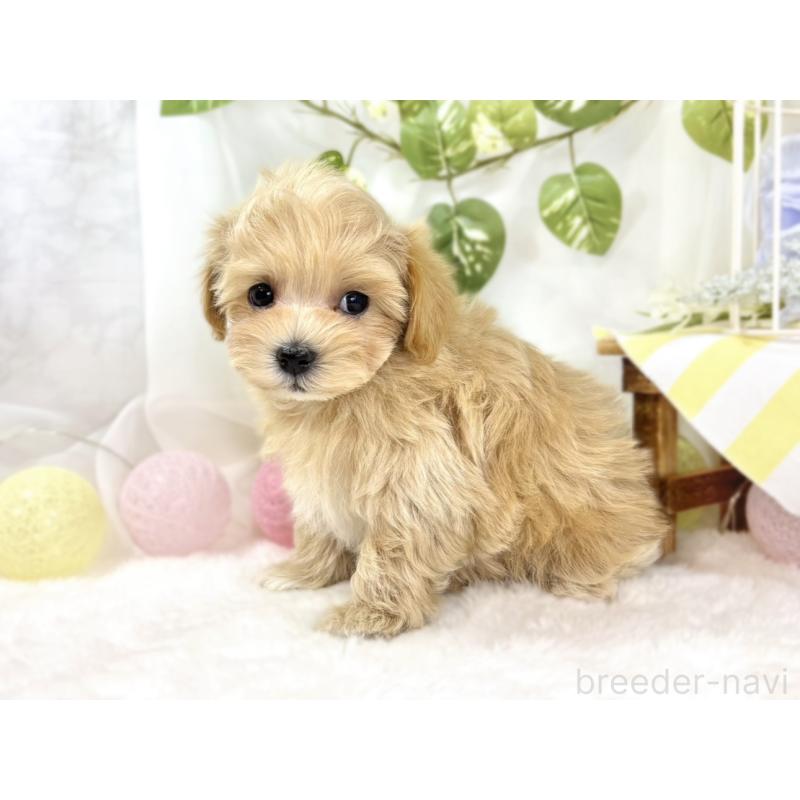 成約済の滋賀県のマルプー:マルチーズ×トイプードル-438140の2枚目