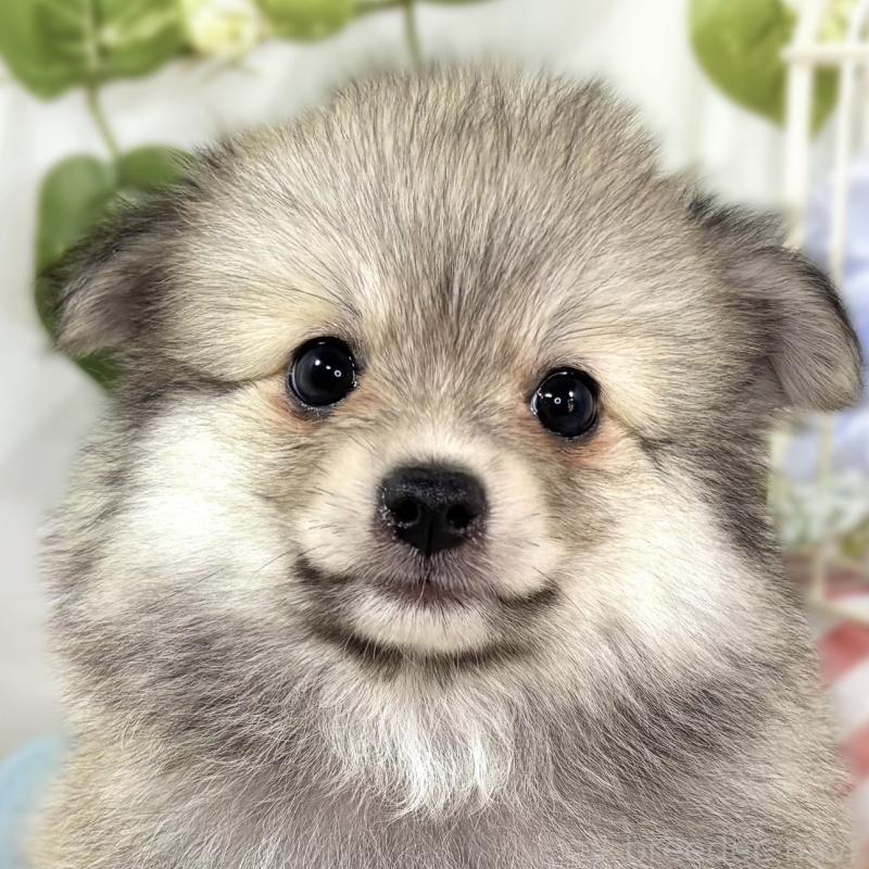 販売中ののポメチワ:ポメラニアン×チワワ-438145