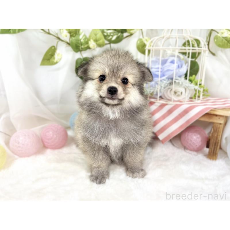成約済の滋賀県のポメチワ:ポメラニアン×チワワ-438145の4枚目