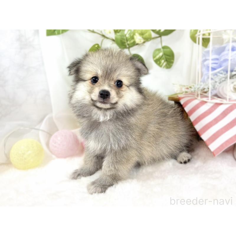 成約済の滋賀県のポメチワ:ポメラニアン×チワワ-438145の2枚目