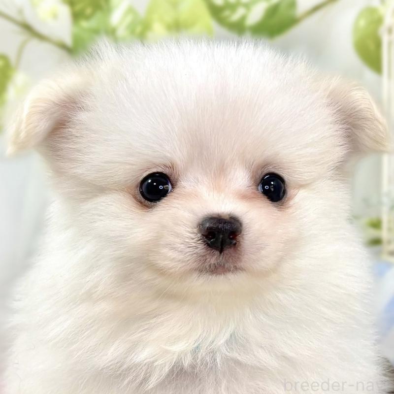 成約済の滋賀県のポメチワ:ポメラニアン×チワワ-438146の1枚目