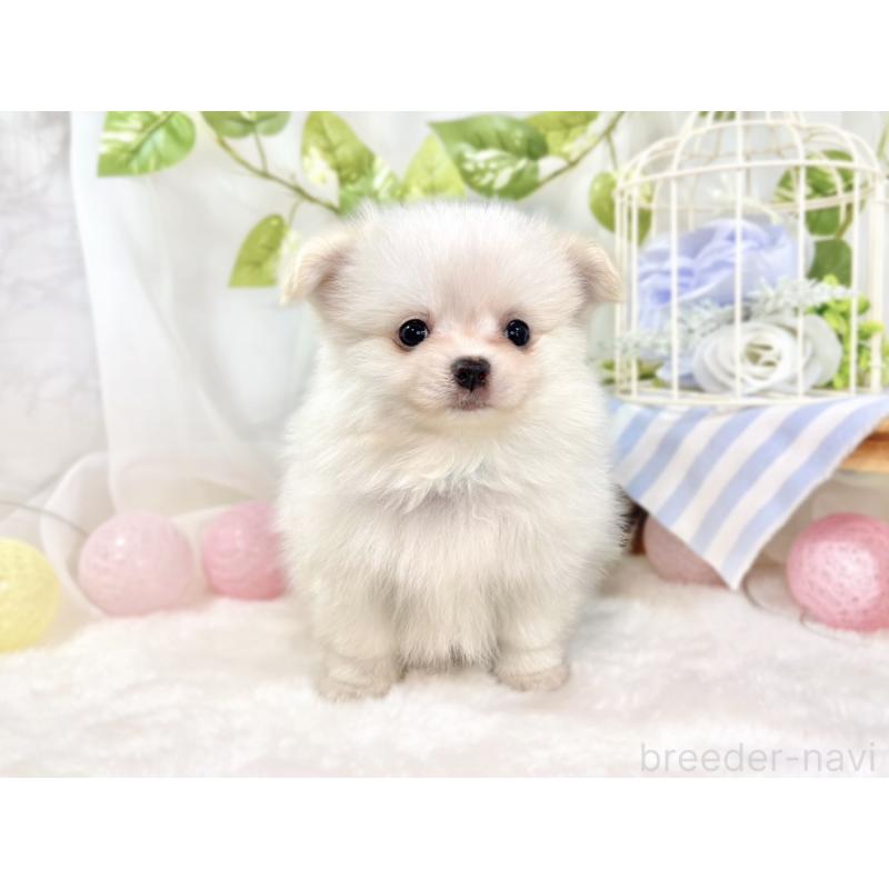 成約済の滋賀県のポメチワ:ポメラニアン×チワワ-438146の4枚目