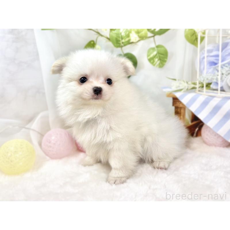 成約済の滋賀県のポメチワ:ポメラニアン×チワワ-438146の2枚目
