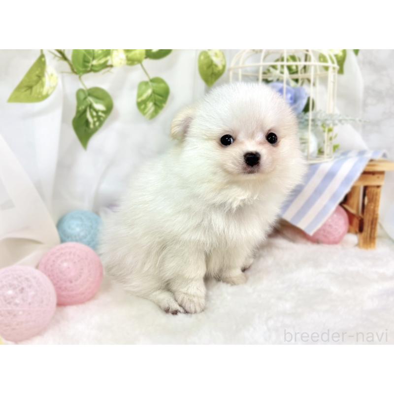 成約済の滋賀県のポメチワ:ポメラニアン×チワワ-438146の3枚目