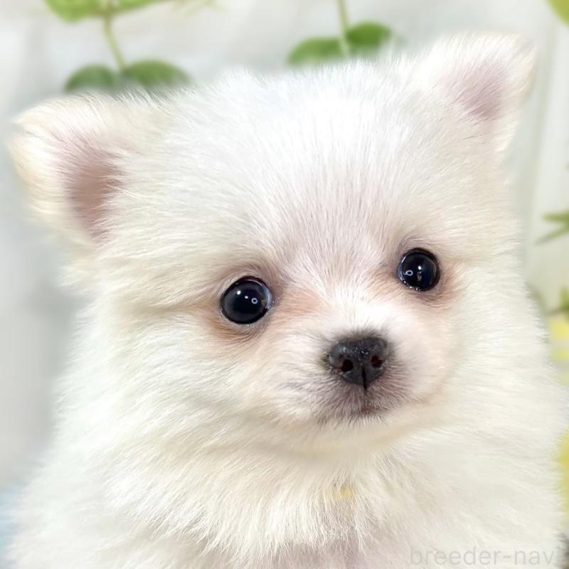 成約済の滋賀県のポメチワ:ポメラニアン×チワワ-438147の1枚目