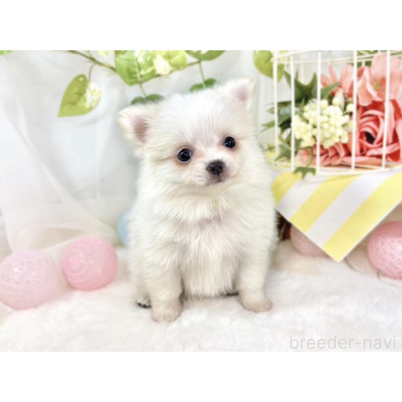 成約済の滋賀県のポメチワ:ポメラニアン×チワワ-438147の4枚目
