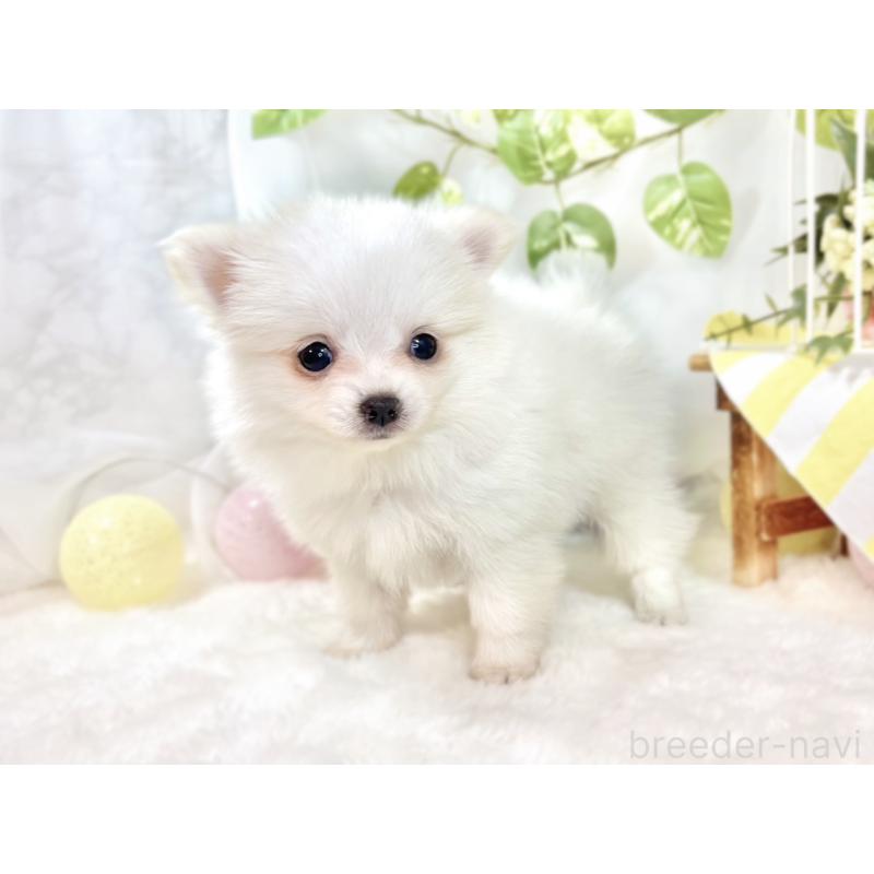 成約済の滋賀県のポメチワ:ポメラニアン×チワワ-438147の2枚目