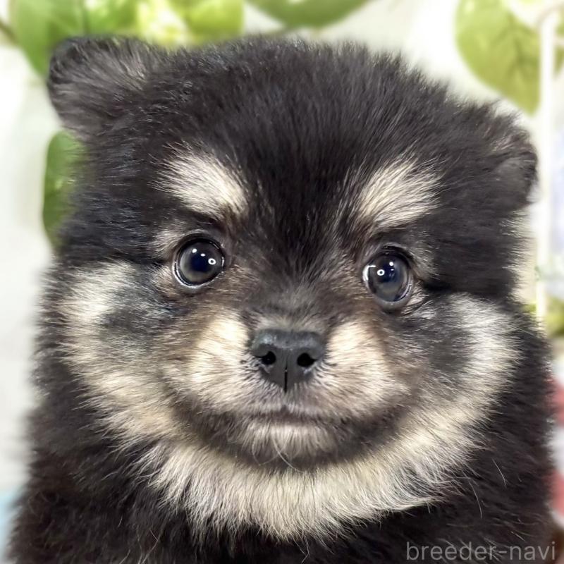 成約済ののポメチワ:ポメラニアン×チワワ-438142