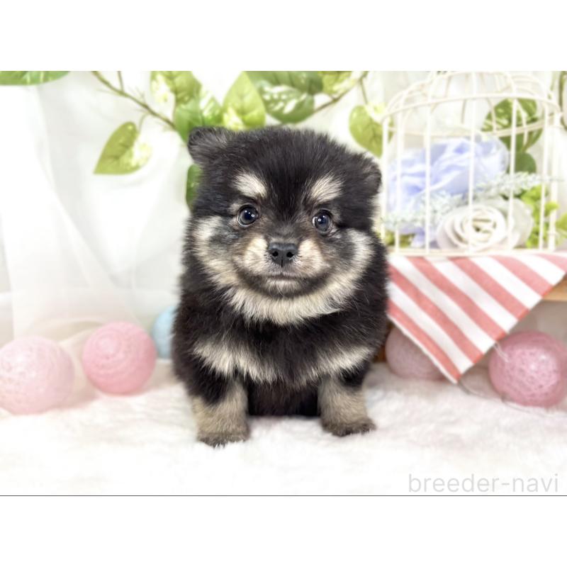 成約済の滋賀県のポメチワ:ポメラニアン×チワワ-438142の4枚目