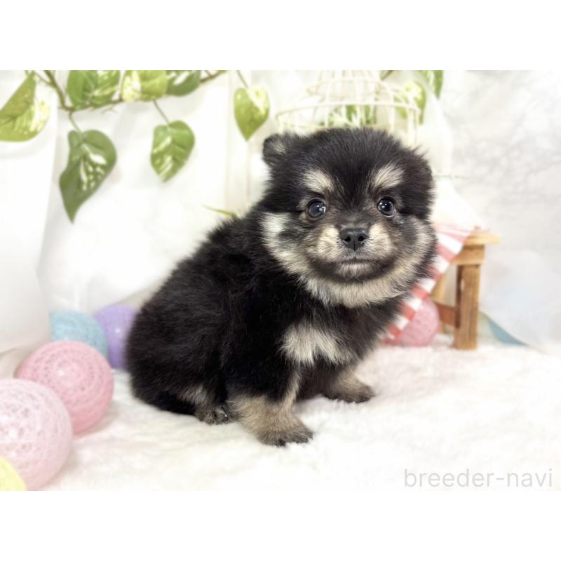 成約済の滋賀県のポメチワ:ポメラニアン×チワワ-438142の3枚目