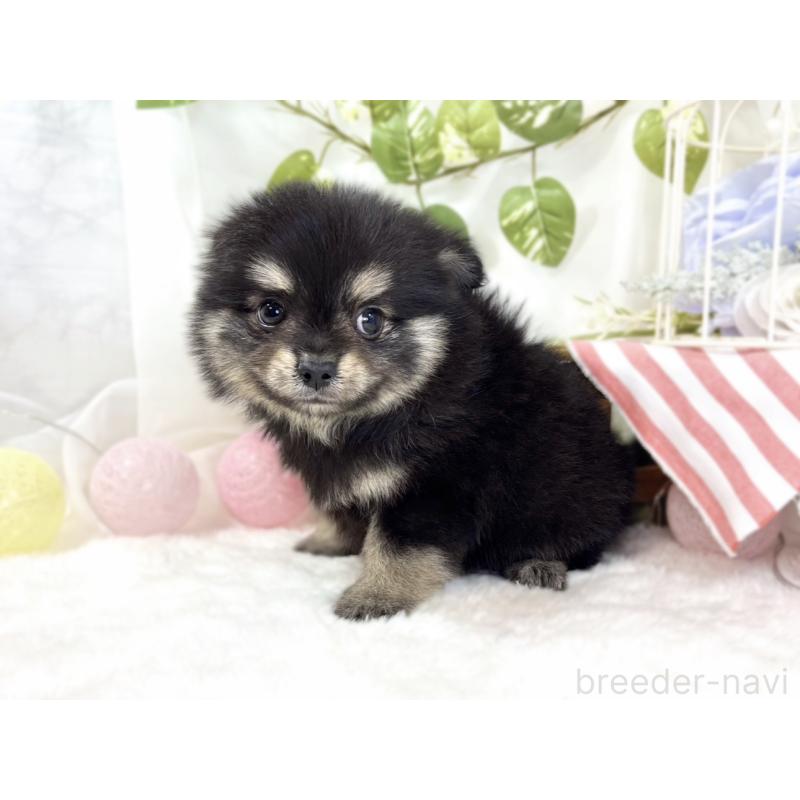 成約済の滋賀県のポメチワ:ポメラニアン×チワワ-438142の2枚目