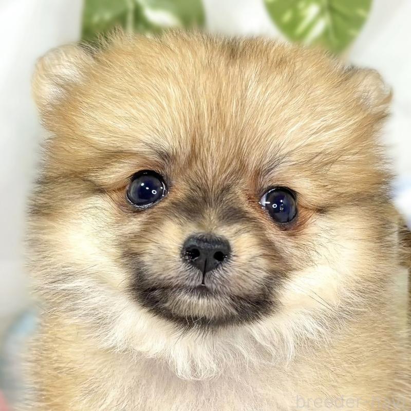 成約済の滋賀県のポメチワ:ポメラニアン×チワワ-438143の1枚目