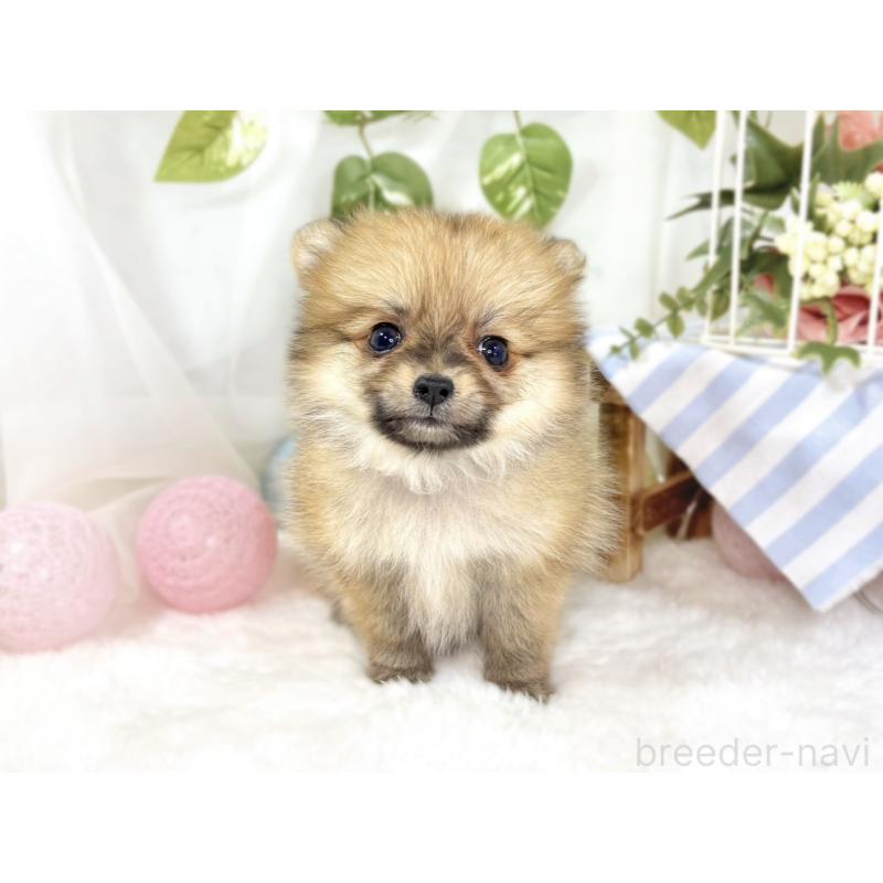 成約済の滋賀県のポメチワ:ポメラニアン×チワワ-438143の4枚目