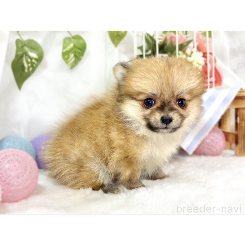 成約済の滋賀県のポメチワ:ポメラニアン×チワワ-438143の3枚目