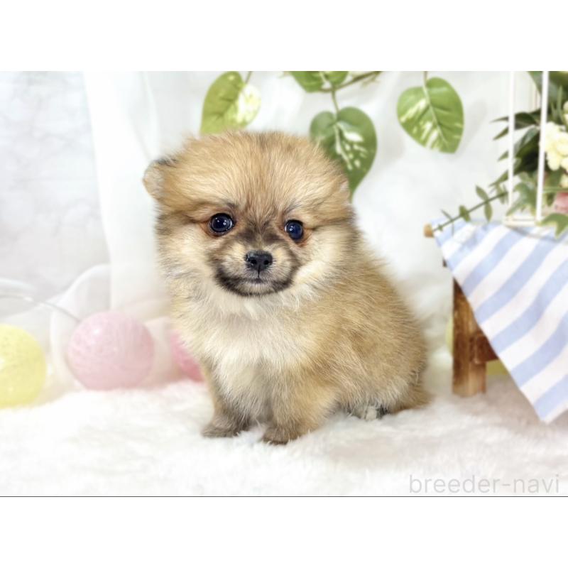 成約済の滋賀県のポメチワ:ポメラニアン×チワワ-438143の2枚目