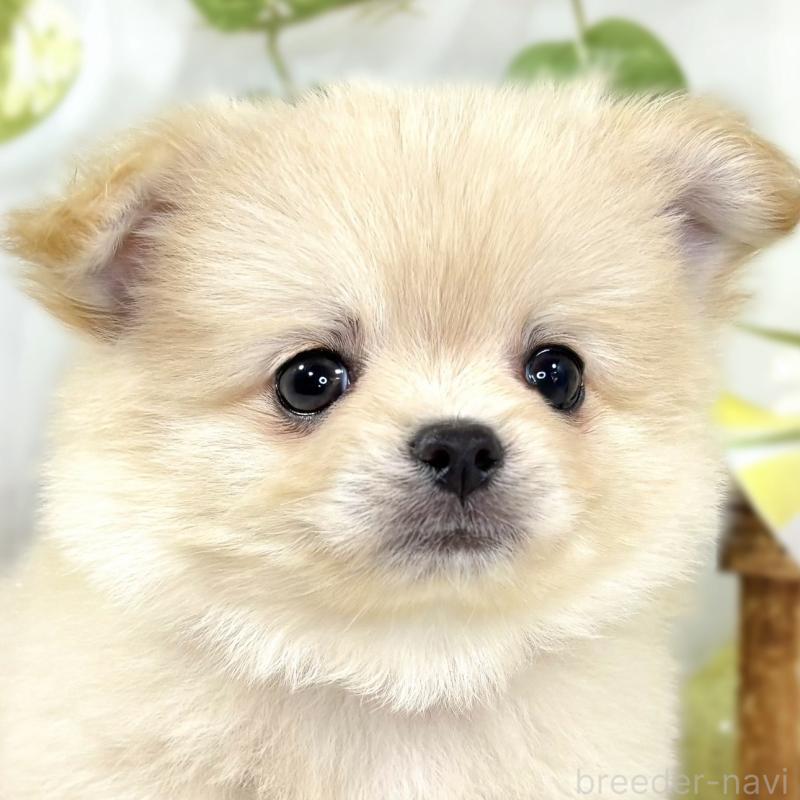 販売中ののポメチワ:ポメラニアン×チワワ-438144