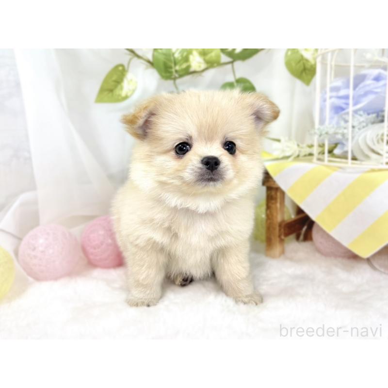 成約済の滋賀県のポメチワ:ポメラニアン×チワワ-438144の4枚目