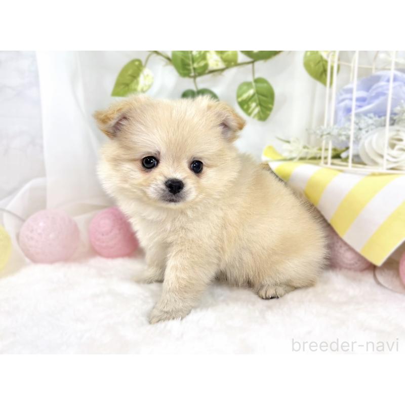 成約済の滋賀県のポメチワ:ポメラニアン×チワワ-438144の3枚目