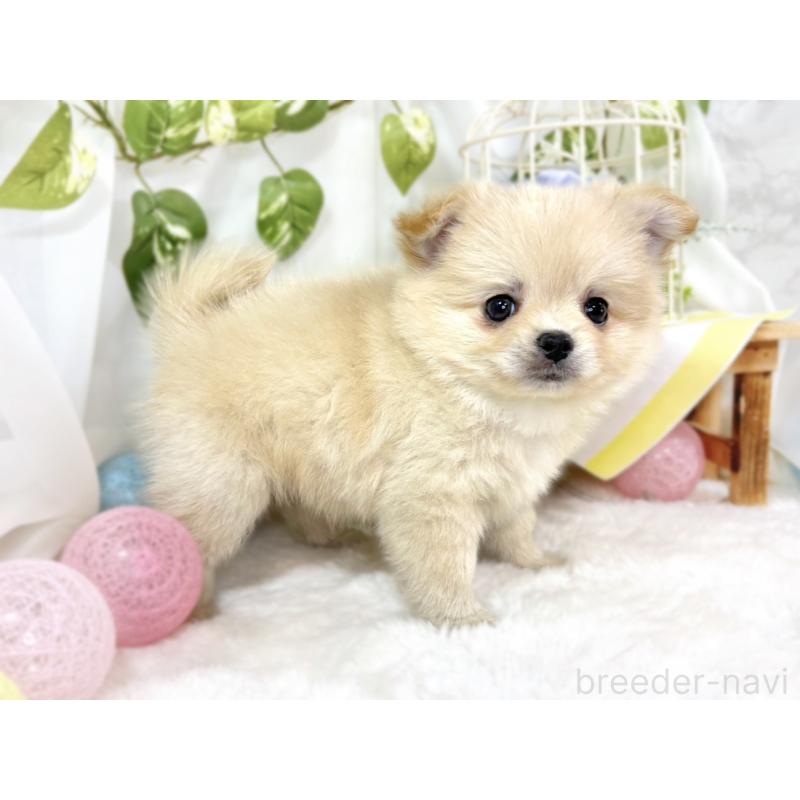 成約済の滋賀県のポメチワ:ポメラニアン×チワワ-438144の2枚目